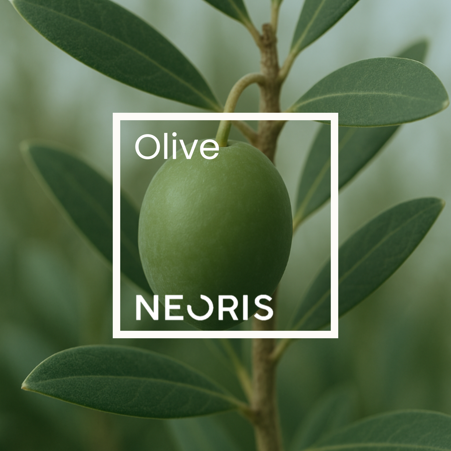 Olive